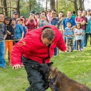 Костюм облегченной защиты для дрессировки малинуа